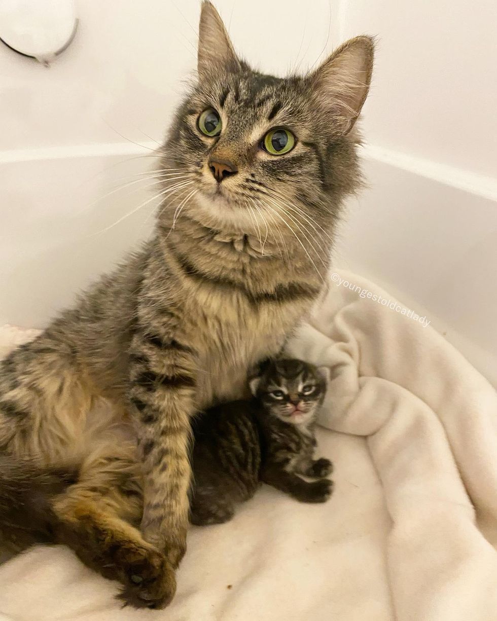 cat mom, only kitten, tabby, scarlet, scout