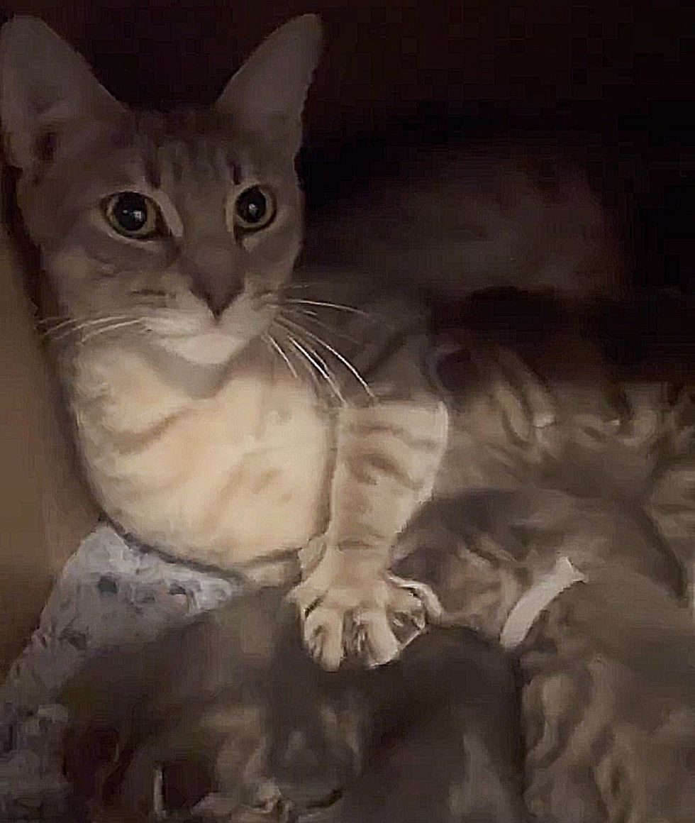 cat mom paw stretching