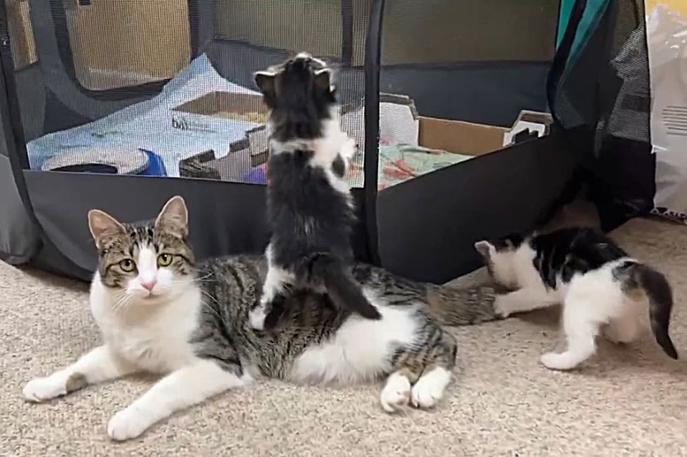 cat mom playful kittens