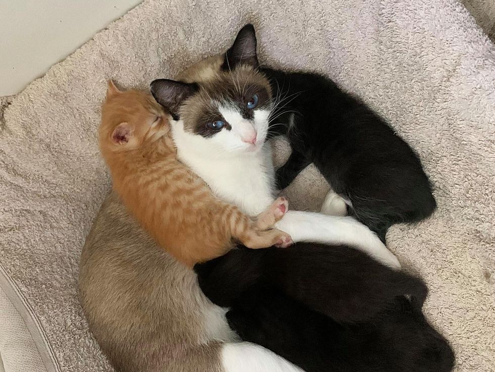 cat mom snuggling kittens