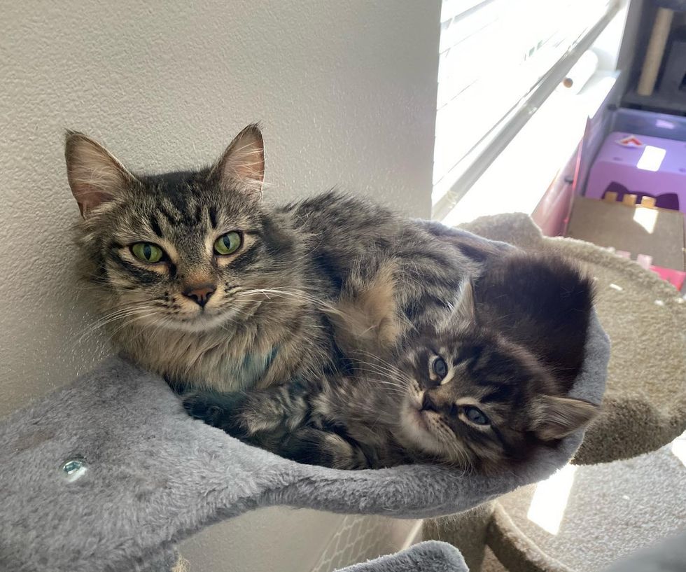 cat mom, tabby, kitten, cuddle