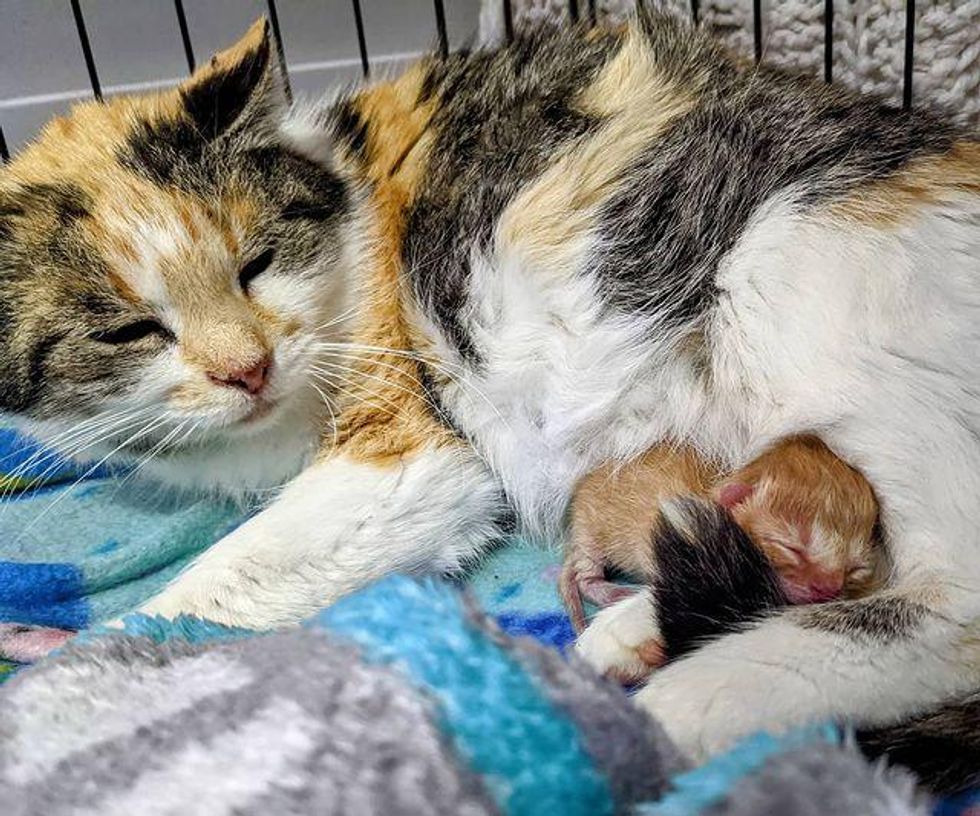 cat mom, tiny kitten, baby