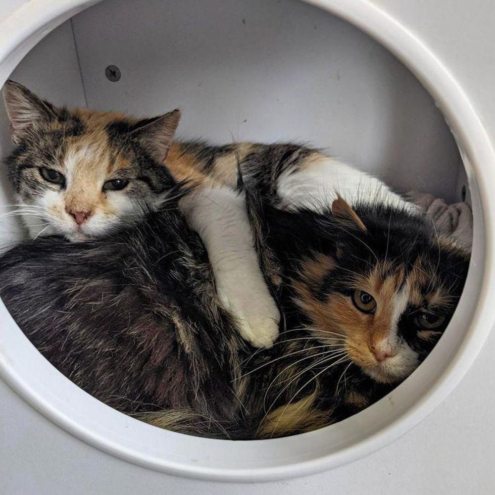 cat moms, bonded pair, cuddles