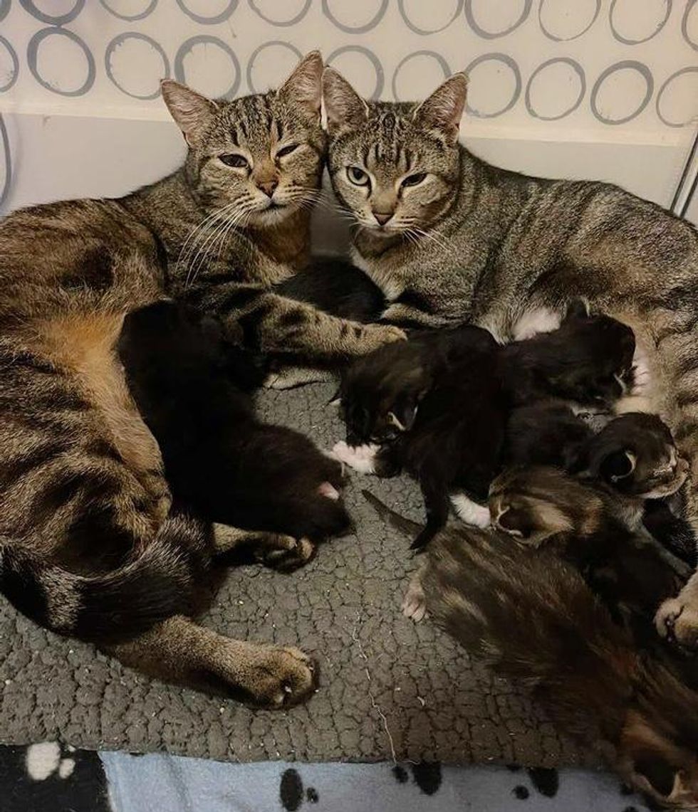 cat moms, kittens, nursing, raise kittens