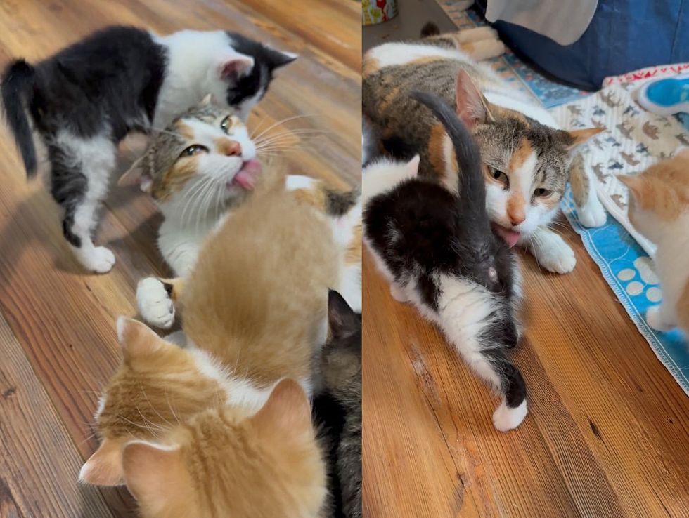 cat mother cleaning kittens