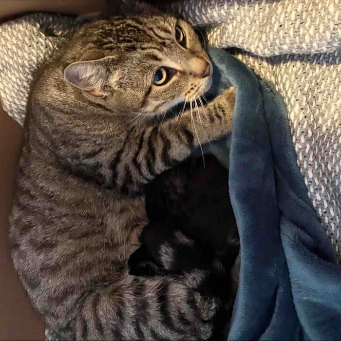 cat mother cuddles kittens