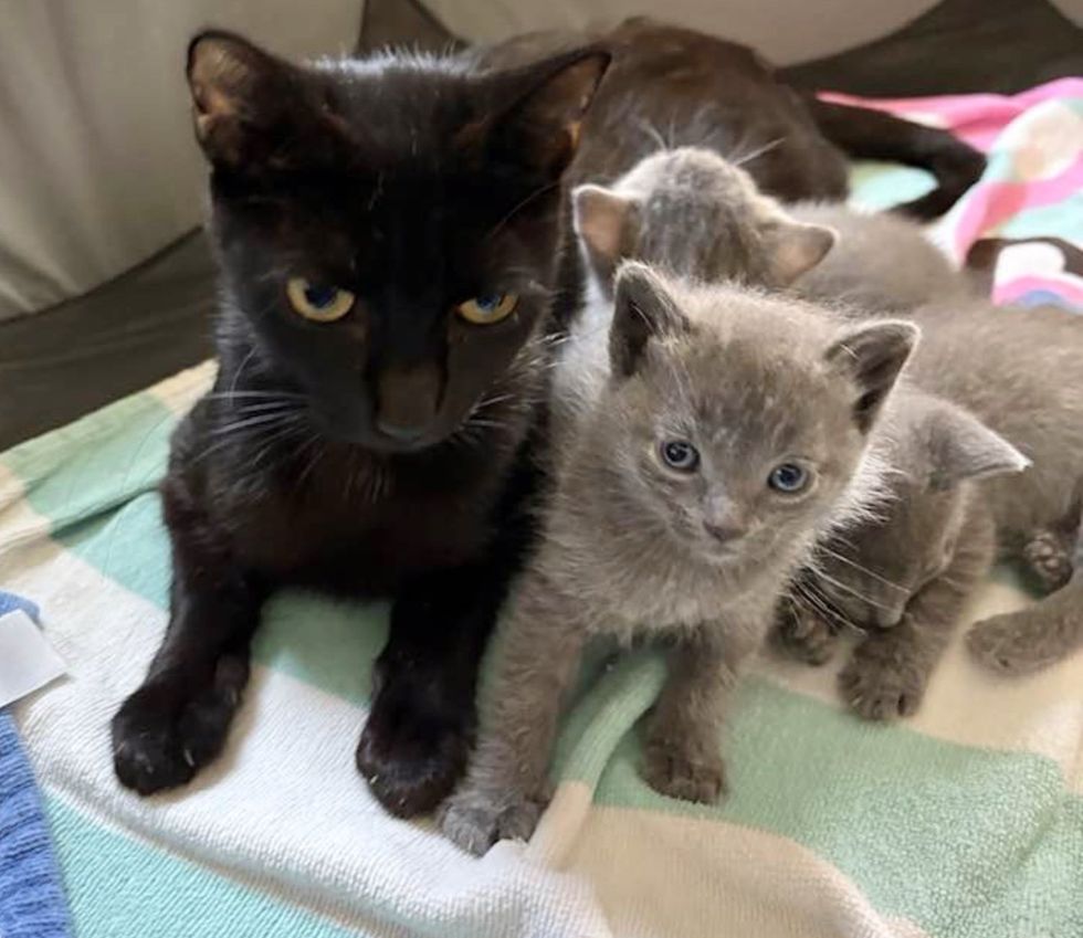 cat mother grey kittens