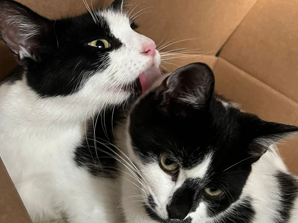cat mother kitten affection