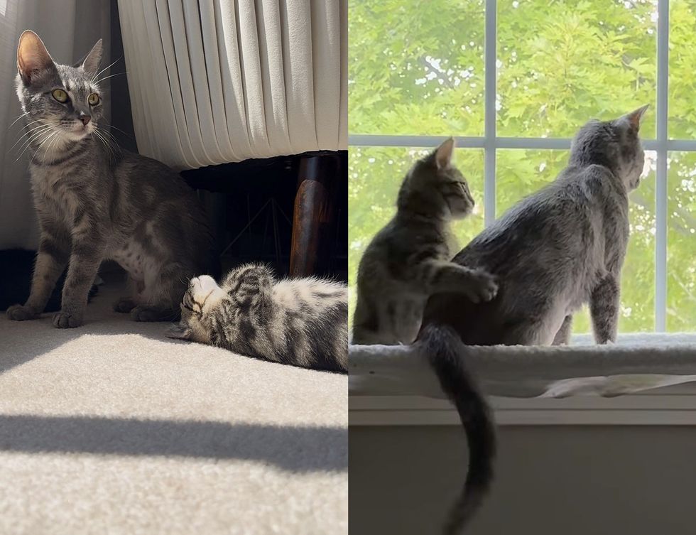 cat mother kitten