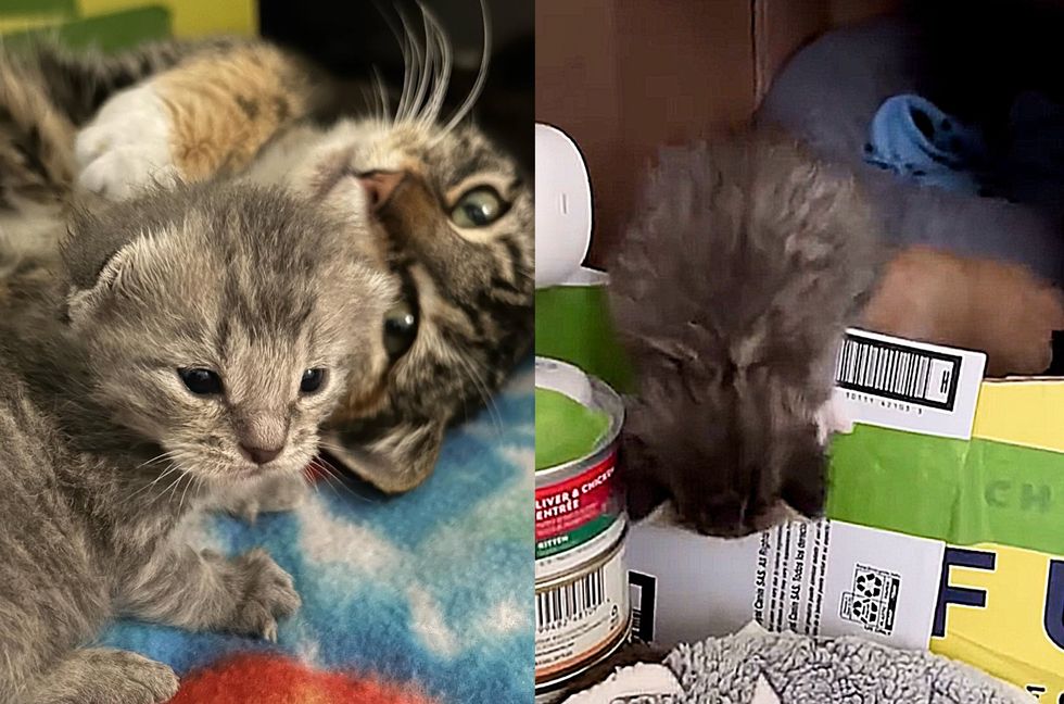 cat mother kittens cilmbing