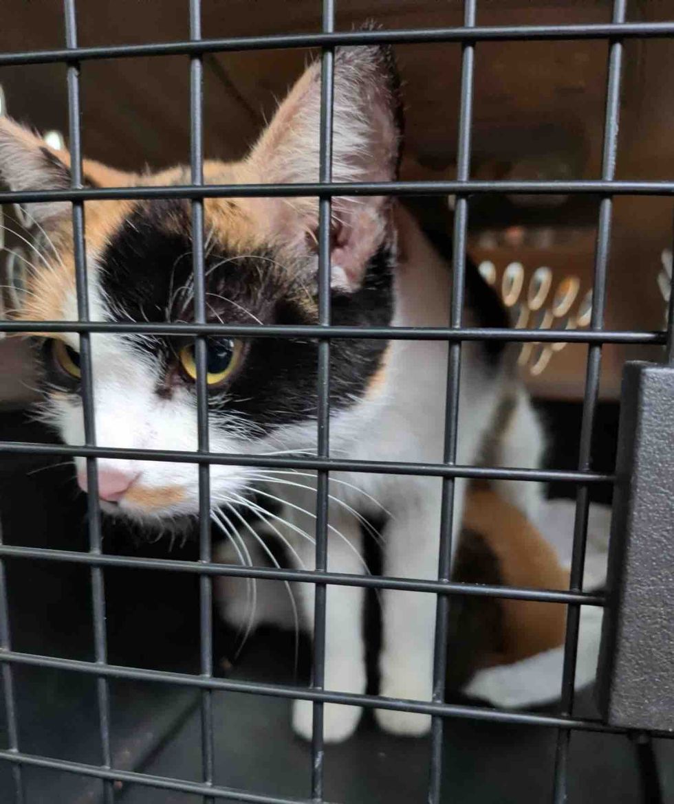 cat mother kittens safe