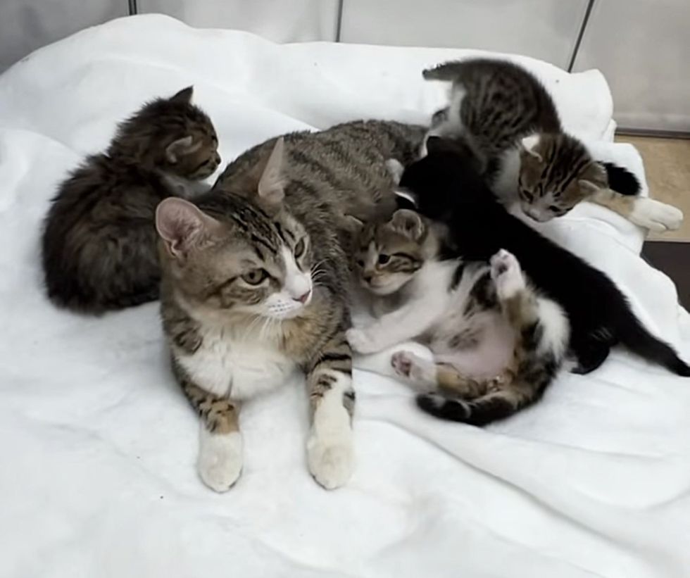 cat mother kittens