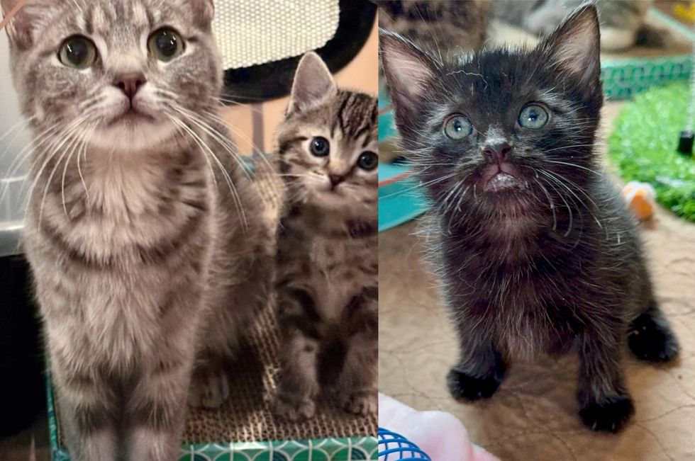 cat mother kittens