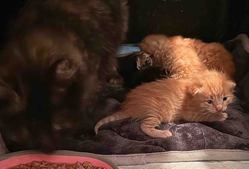 cat mother kittens