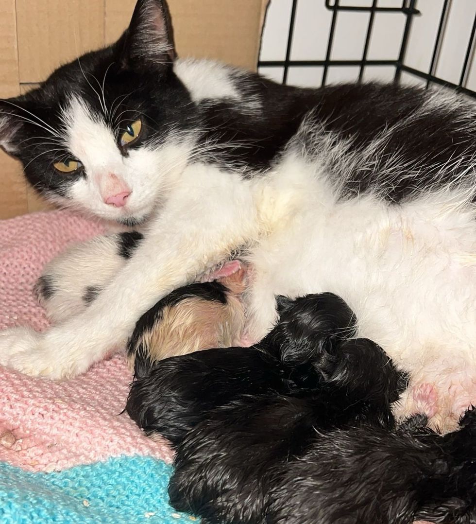 cat mother newborn kittens