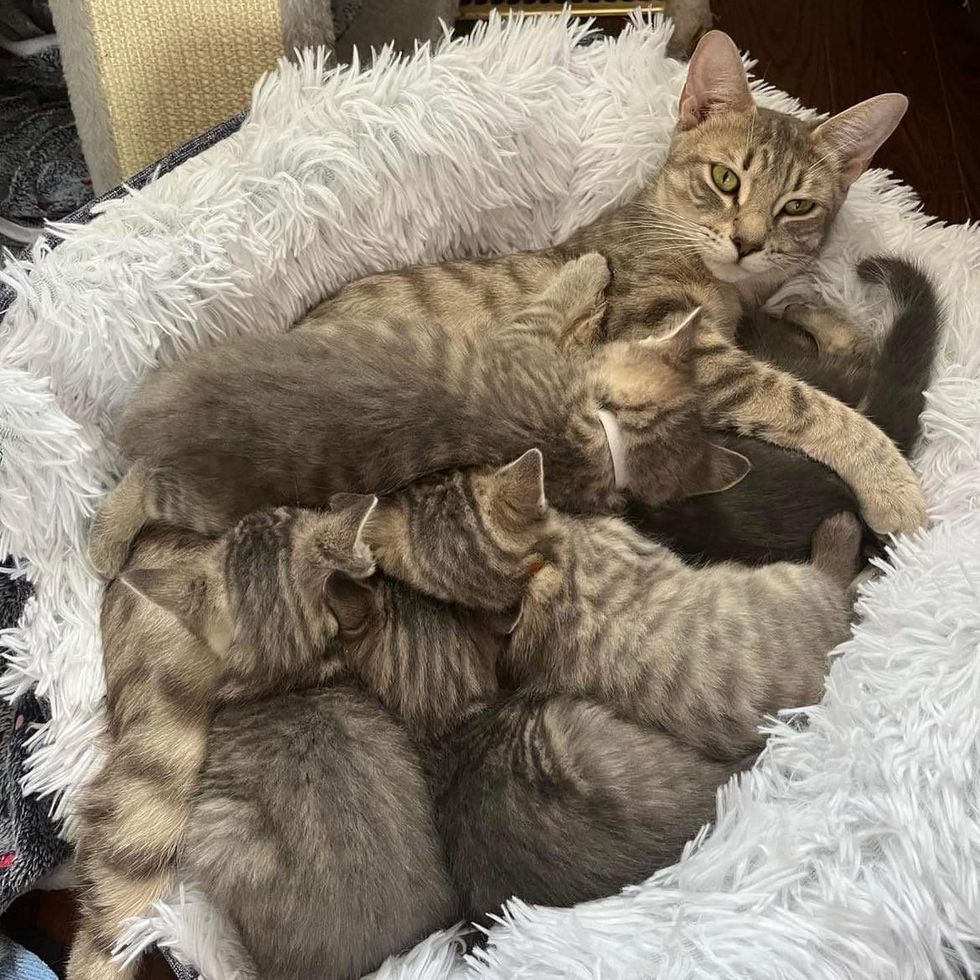 cat mother nursing kittens