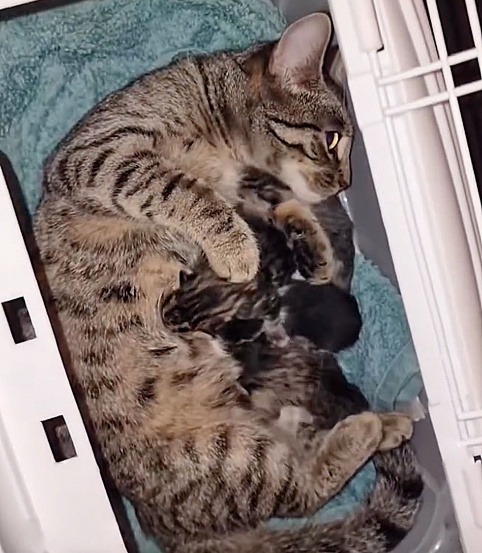 cat mother nursing kittens
