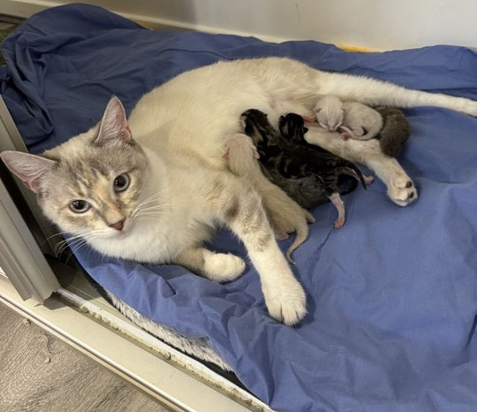 cat mother nursing kittens