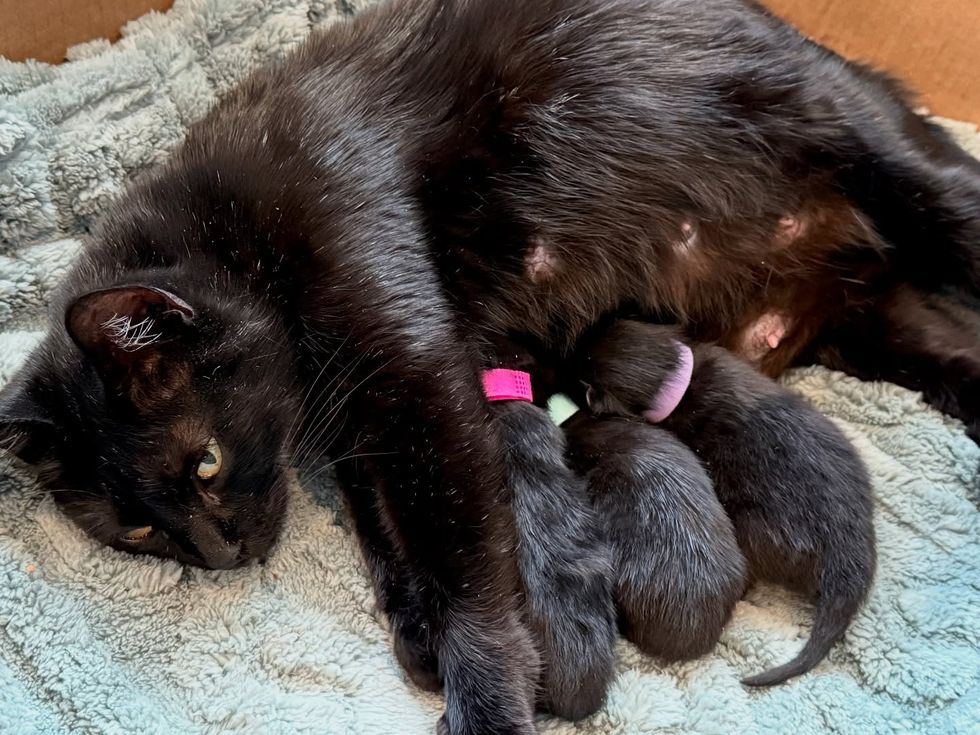 cat mother nursing kittens