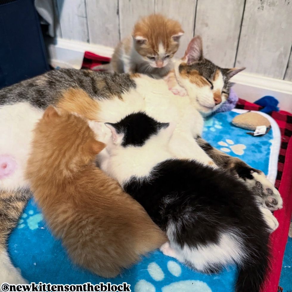 cat mother nursing kittens