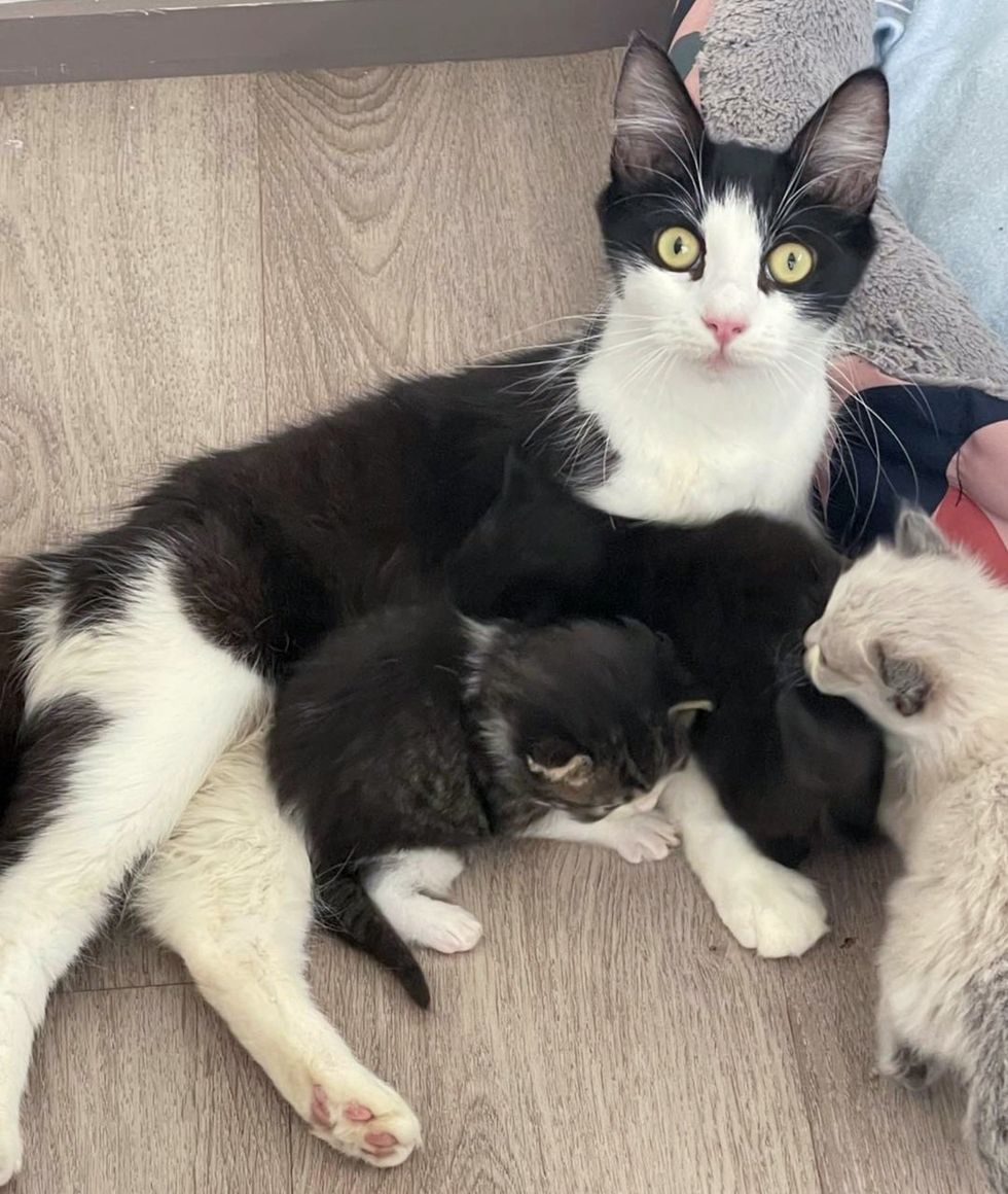 cat mother nursing kittens
