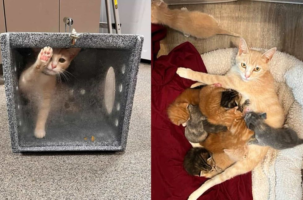 cat mother nursing kittens