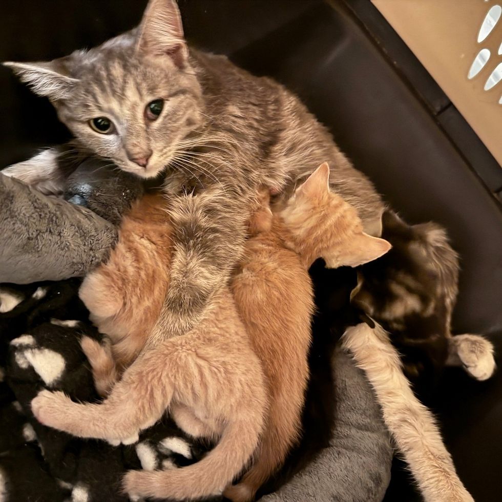 cat mother nursing kittens