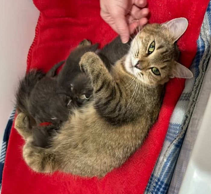 cat mother nursing kittens
