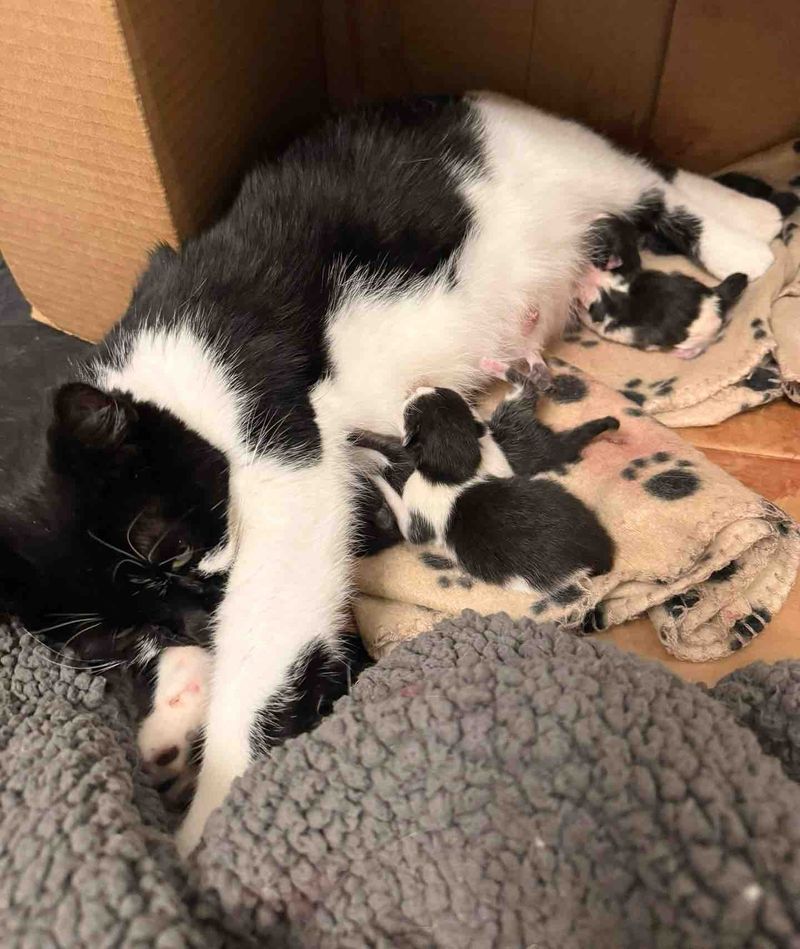 cat mother nursing kittens