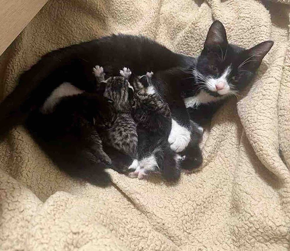cat mother nursing kittens