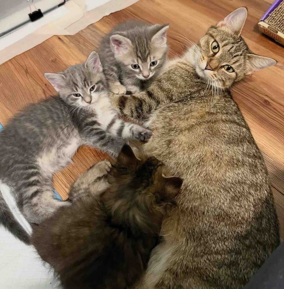 cat mother nursing kittens