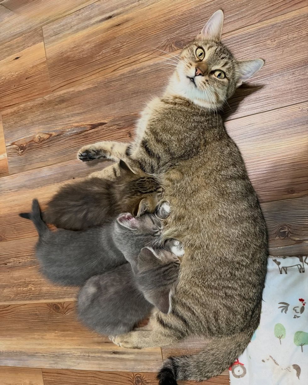 cat mother nursing kittens