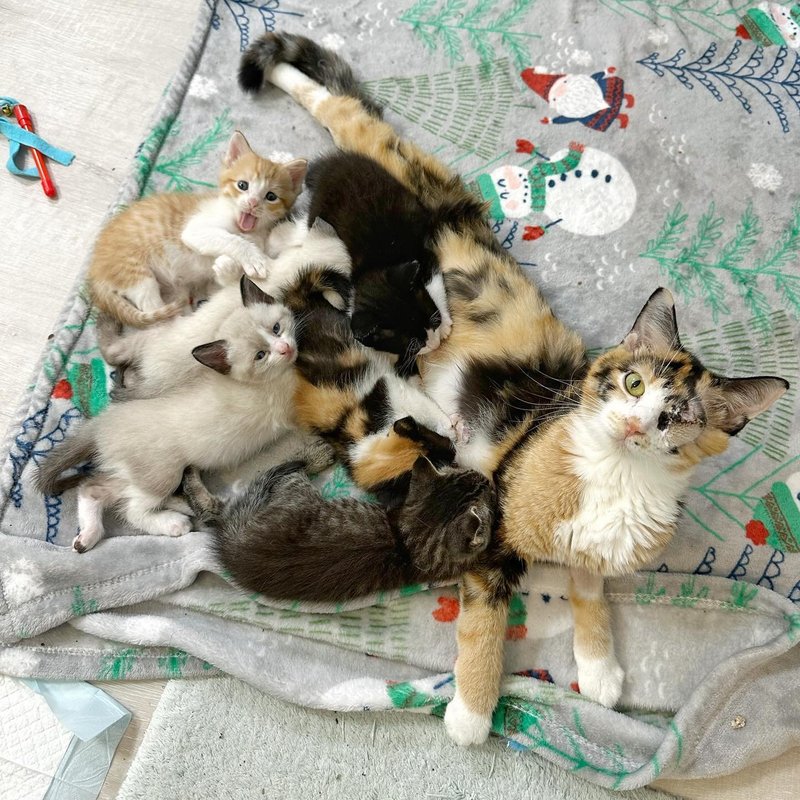 cat mother nursing kittens