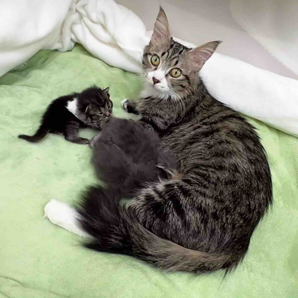 cat mother nursing kittens