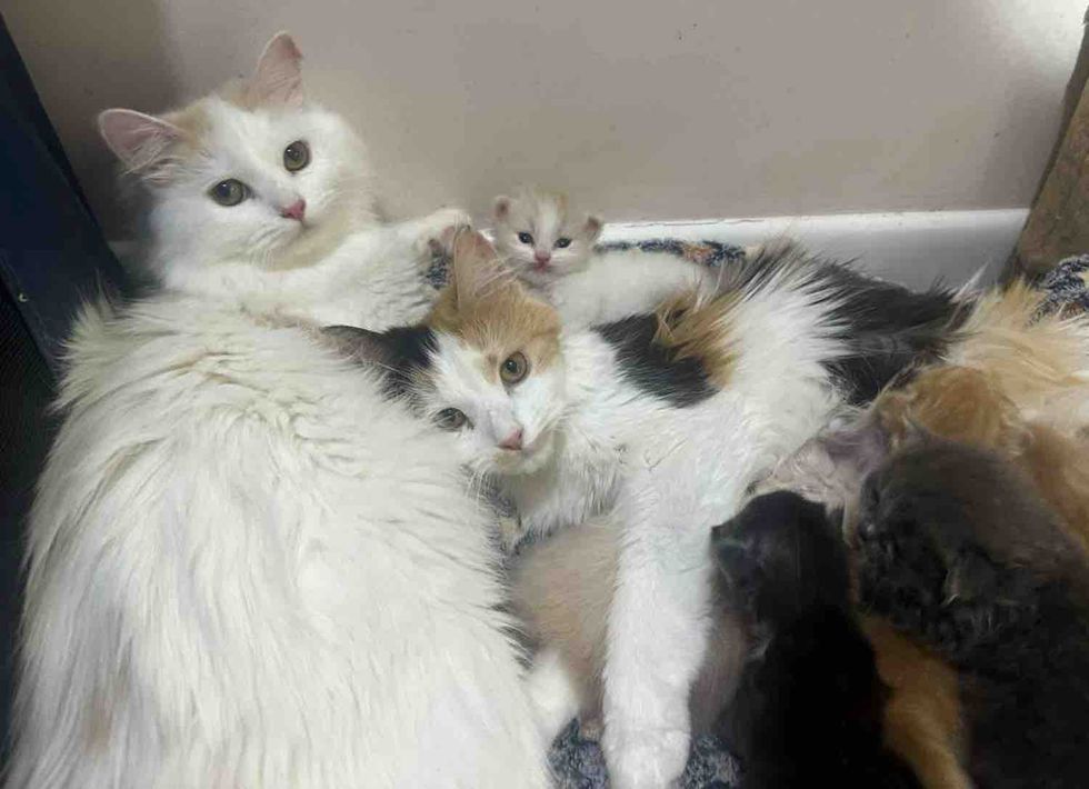 cat mothers nursing kittens