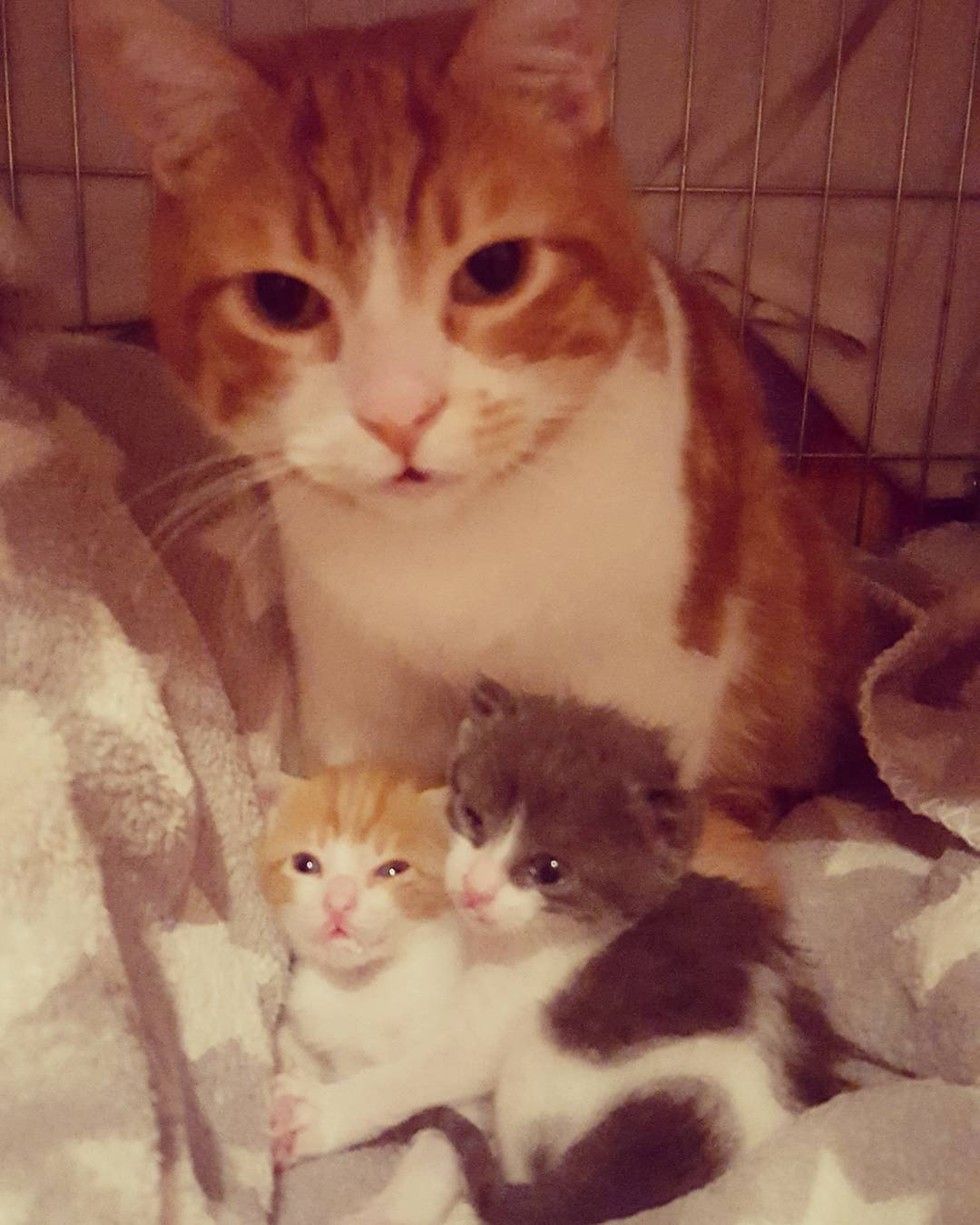 cat needs chemotherapy continues caring for orphaned kittens