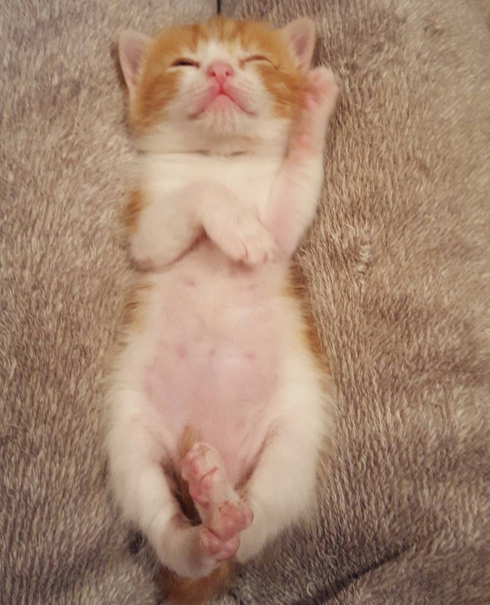 cat needs chemotherapy continues caring for orphaned kittens