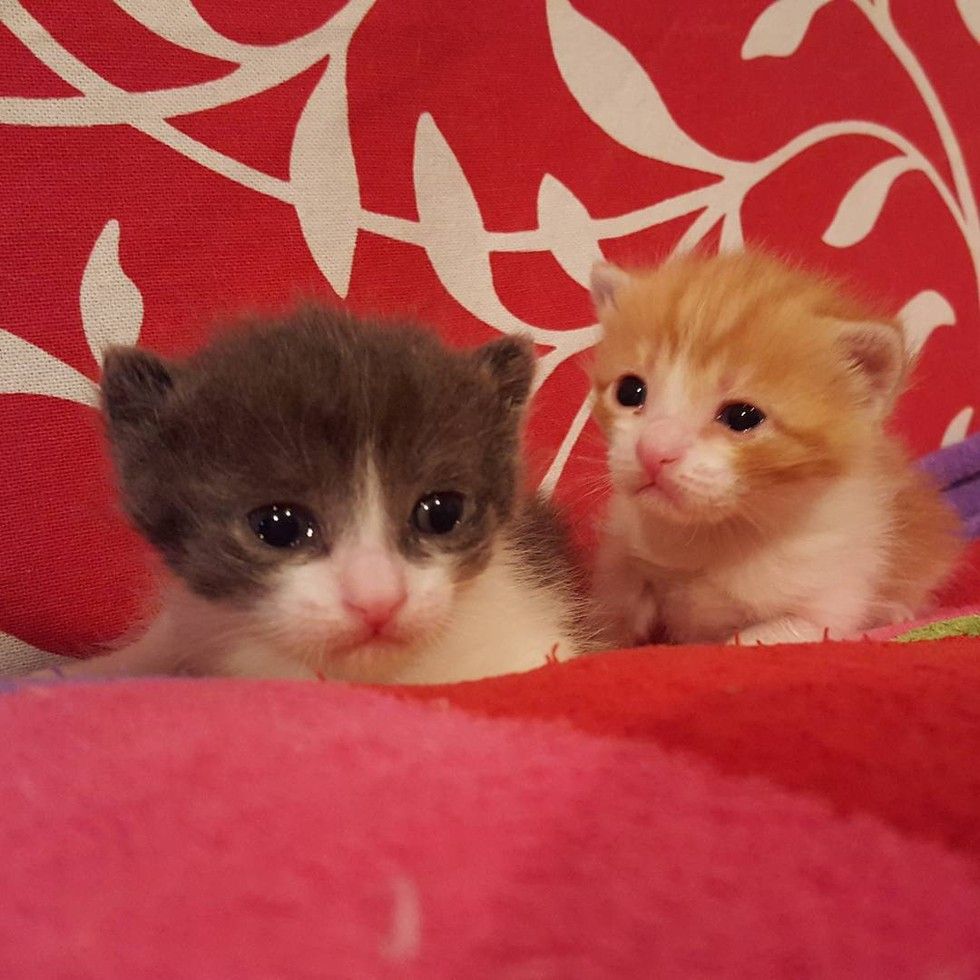 cat needs chemotherapy continues caring for orphaned kittens