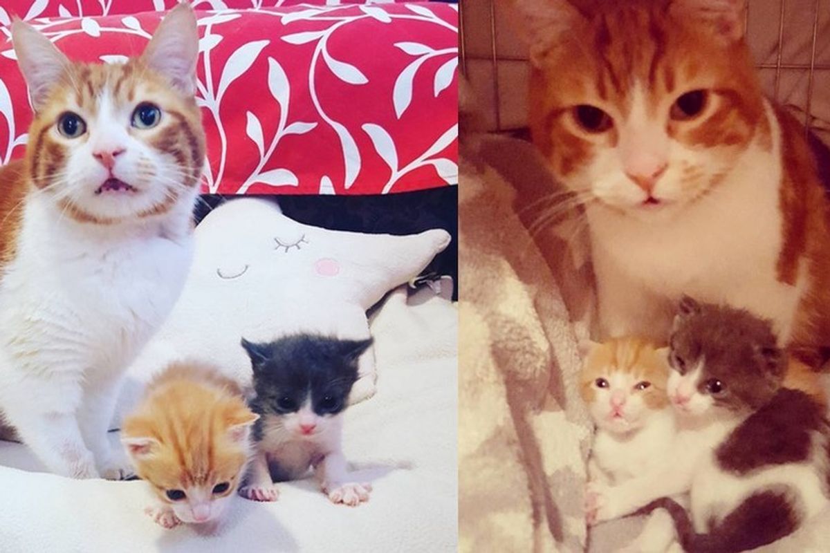 cat needs chemotherapy continues caring for orphaned kittens
