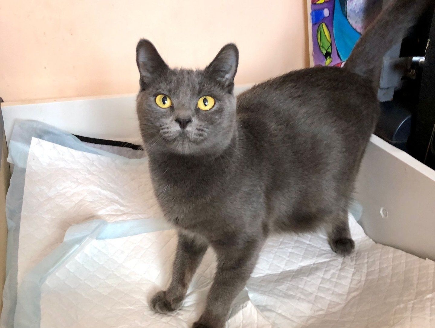 子猫たちの誕生