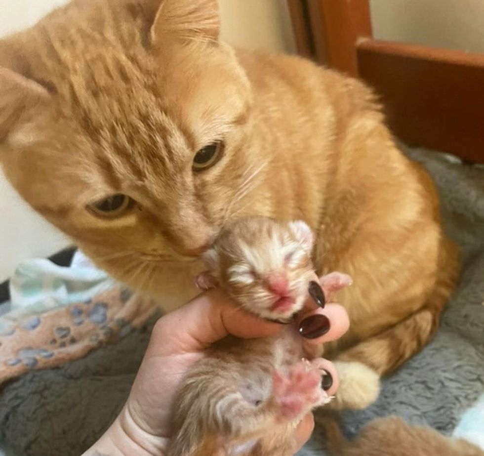 cat newborn kitten sweet