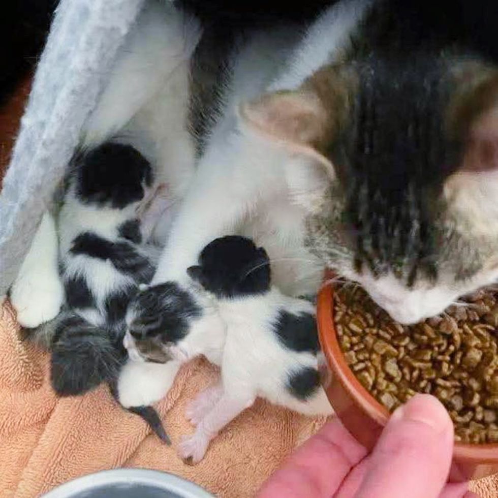 cat newborn kittens