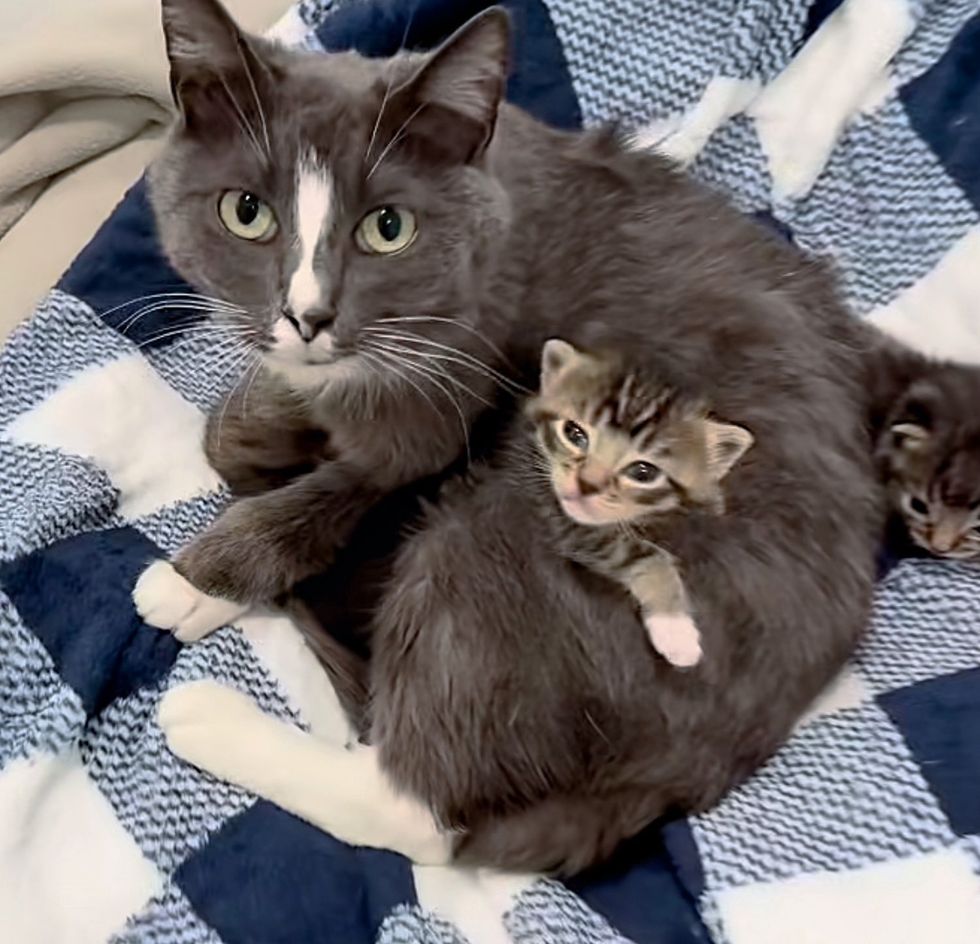 cat nursing cuddles kittens