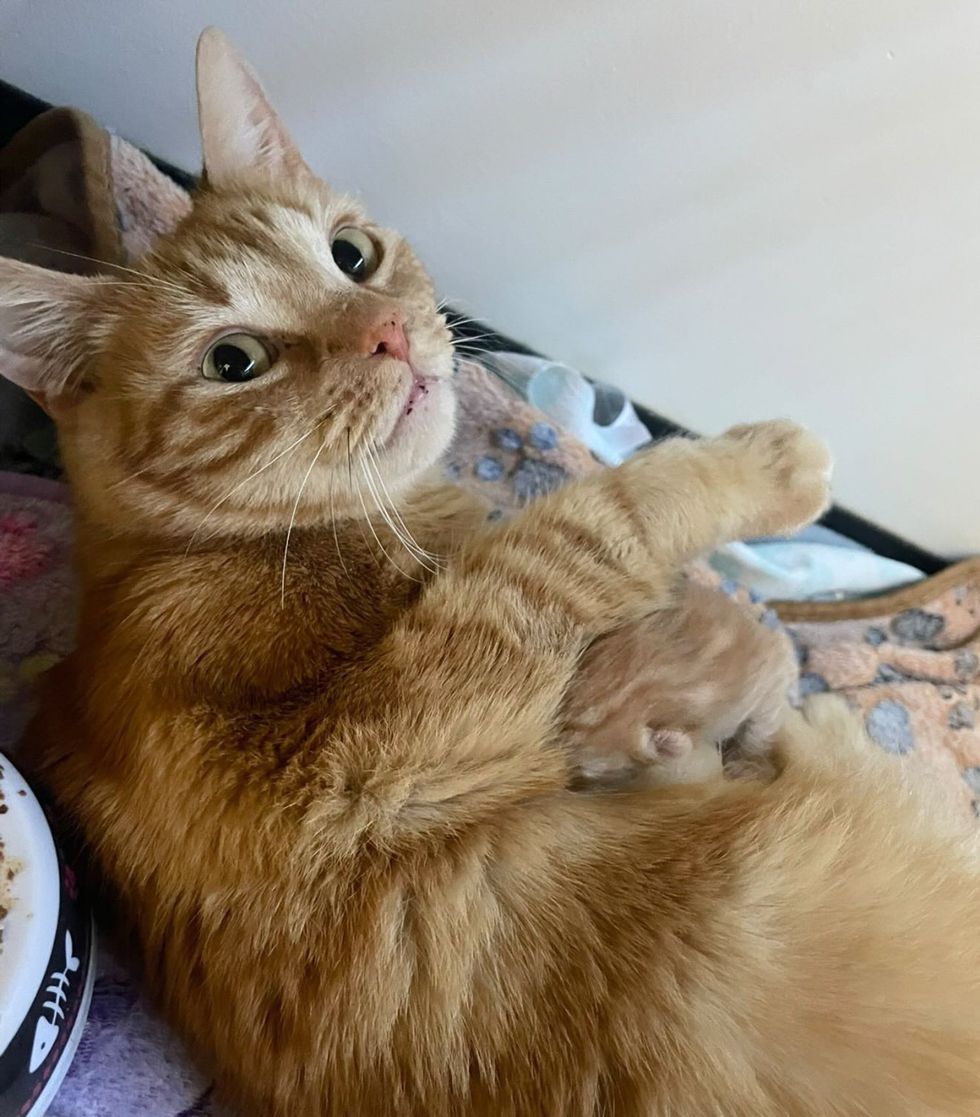 cat nursing kitten sweet