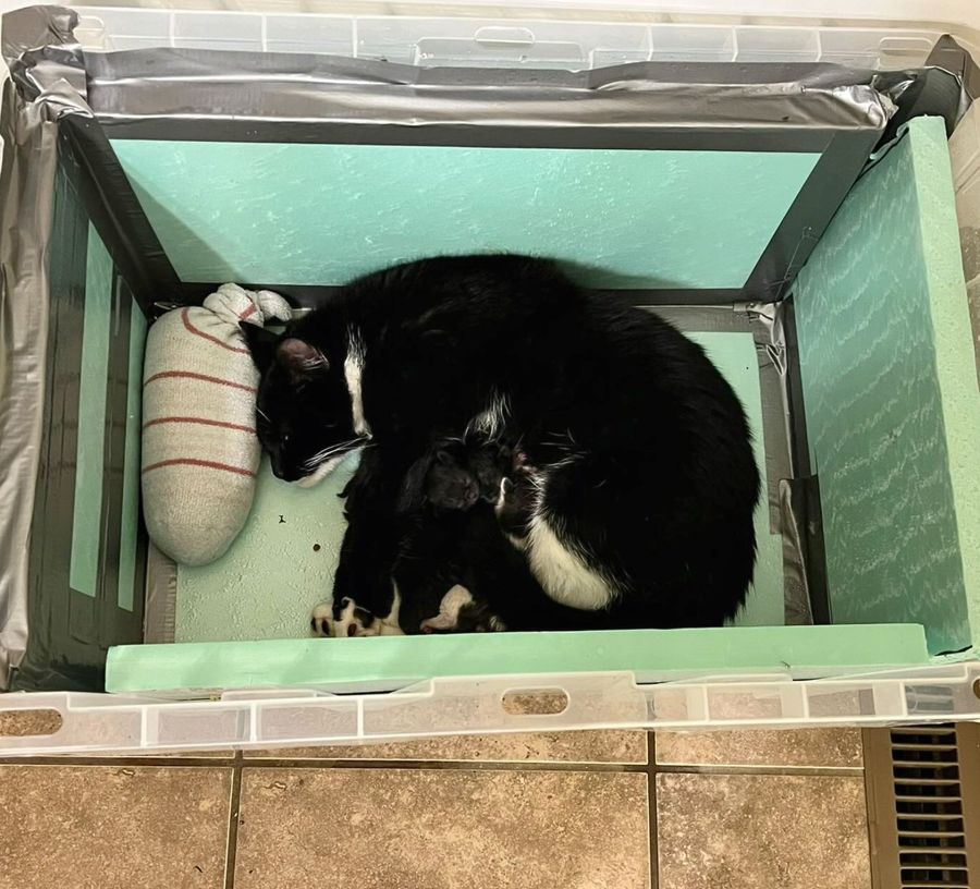 cat nursing kittens box