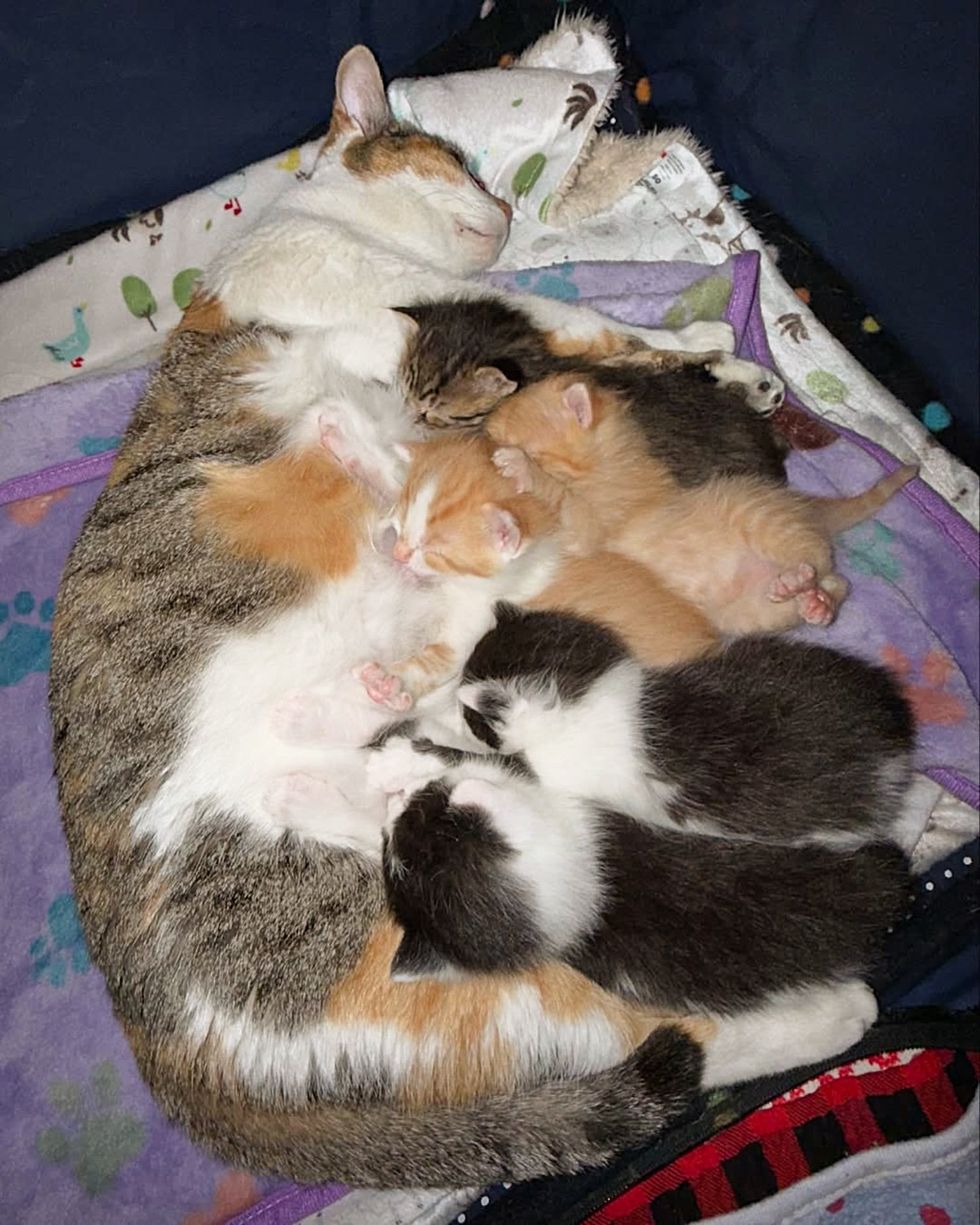 cat nursing kittens cute