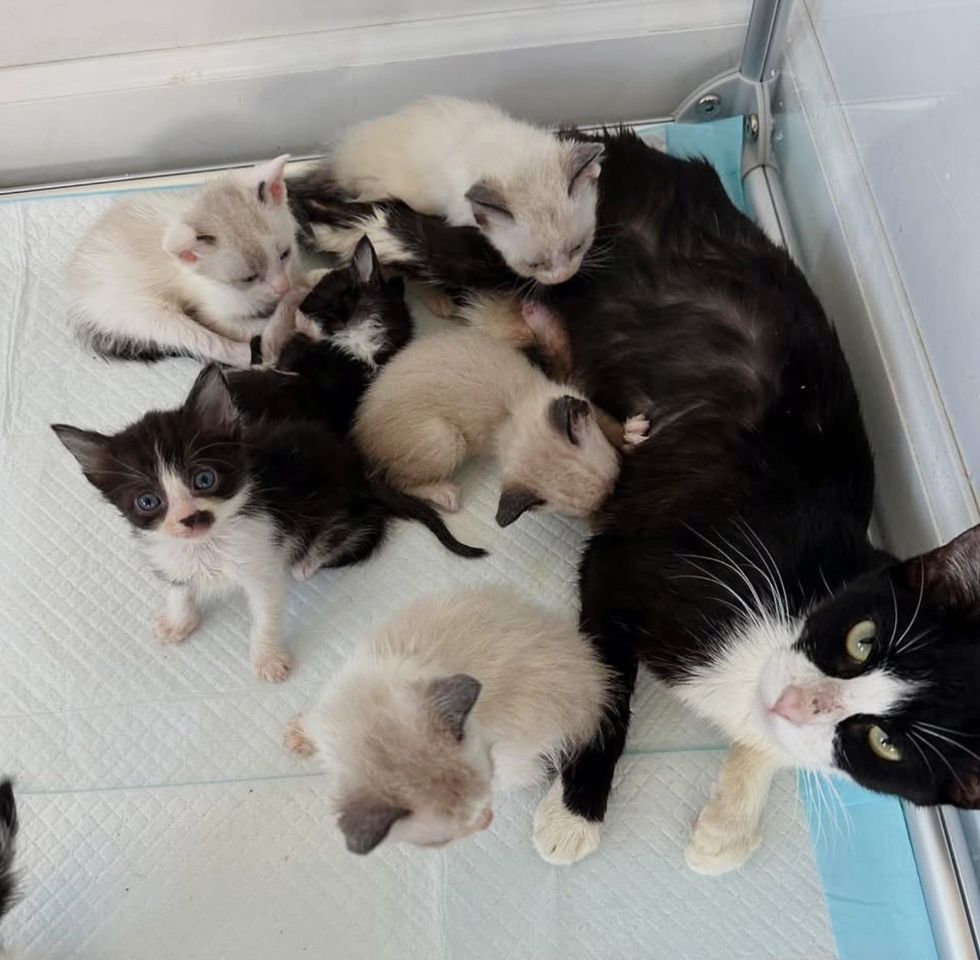 cat nursing kittens eight
