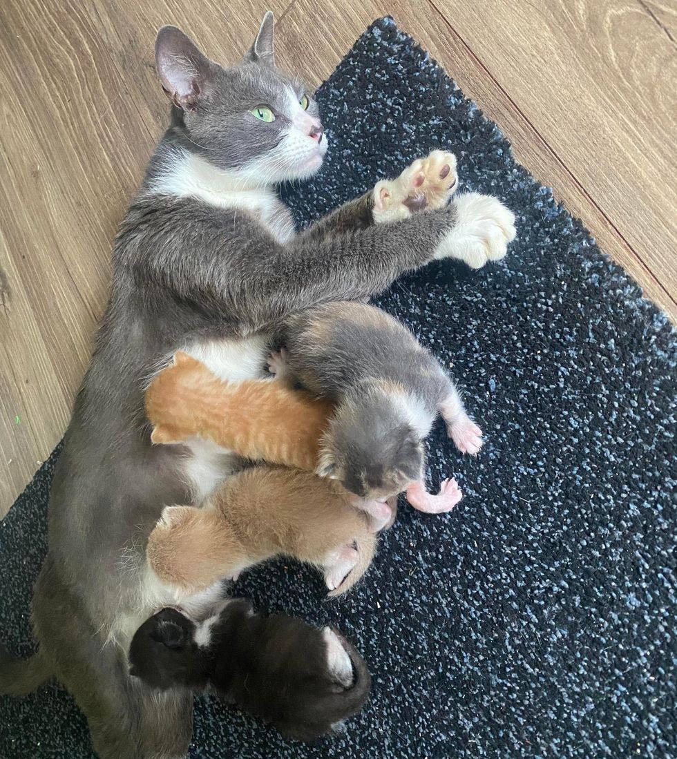 cat nursing kittens