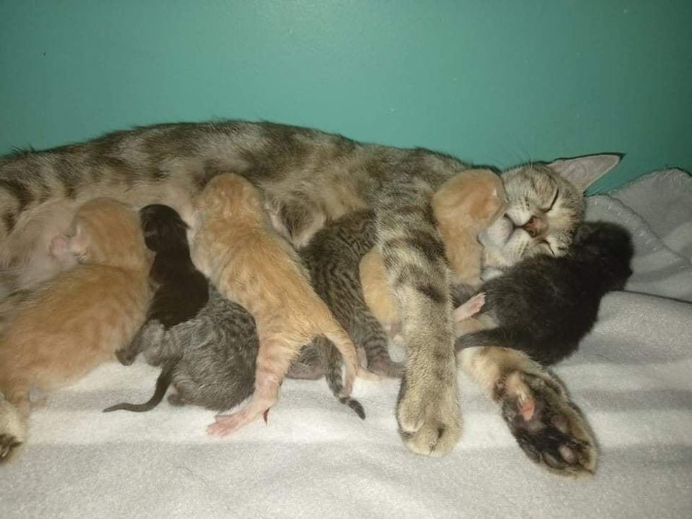cat nursing kittens