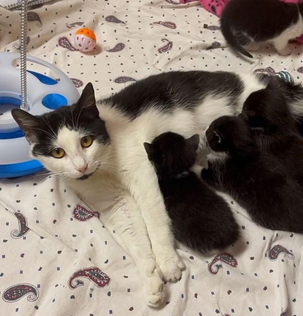 cat nursing kittens